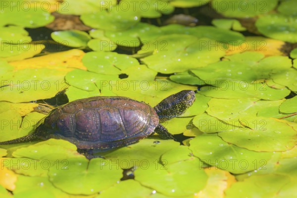 A European pond turtle (Emys orbicularis), makes its way through the leaves of Water Lilly covererd