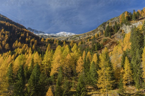 Fall foliage seen from the Malta Hochalm road. Carithia, Austria, Europe