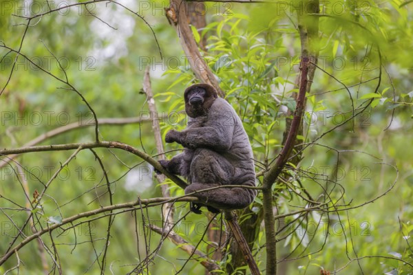 A common woolly monkey, brown woolly monkey, or Humboldt's woolly monkey (Lagothrix lagothricha)