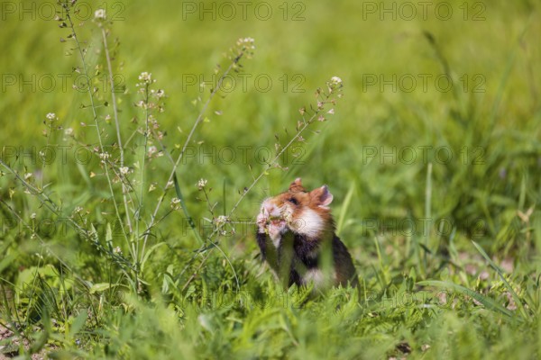A European hamster (Cricetus cricetus), Eurasian hamster, black-bellied hamster or common hamster,