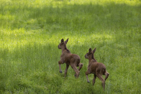 Two baby moose or elk (19 days old, born May 8, 2020), Alces alces, running over a meadow with