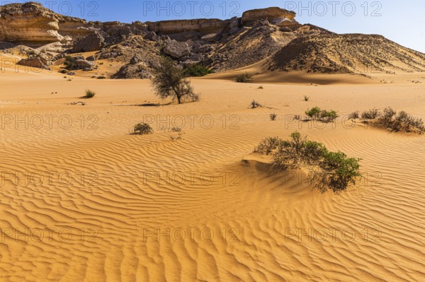 Striking rocks surrounded by windswept sand structures, sparse vegetation, Huqf stone desert,