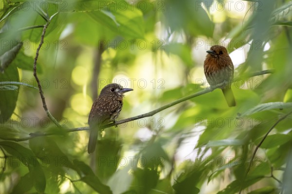 White-tailed Puffbird (Malacoptila panamensis), two birds sitting on a branch in the dense