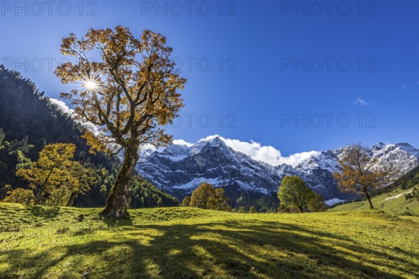 Maple tree in front of snow-covered mountains, sunbeams, backlight, autumn colours, sunny, Engalm,