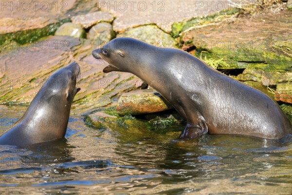 California sea lion (Zalophus californianus), at the shore of the sea, captive, Germany, Europe
