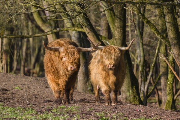 One Highland bull and a cow (Bos (primigenius) taurus) stand at a forest edge