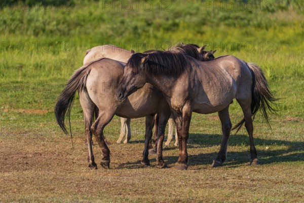 A herd of tarpans (Equus ferus) stands in a clearing in the Masuria tarpan horse reserve, belonging