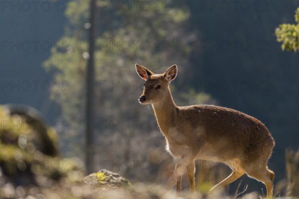 One female Manchurian sika deer or Dybowski's sika deer (Cervus nippon mantchuricus or Cervus