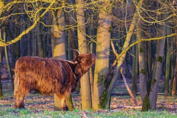 One Highland cow (Bos (primigenius) taurus) stands at a forest edge, scratching herself