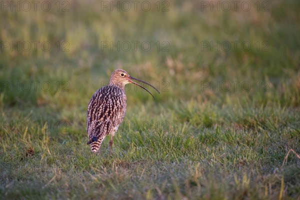 Eurasian curlew (Numenius arquata), calling, Ochsenmoor, Dümmer, Lemförde, Lower Saxony, Germany,