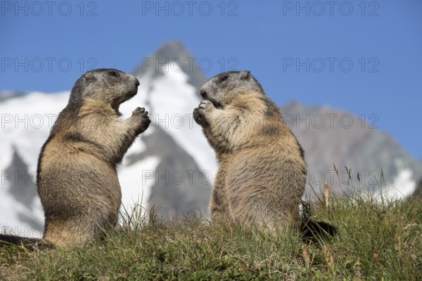 The sermon of the mountains! Two adult Alpine Marmot, Marmota marmota, sitting in front of the