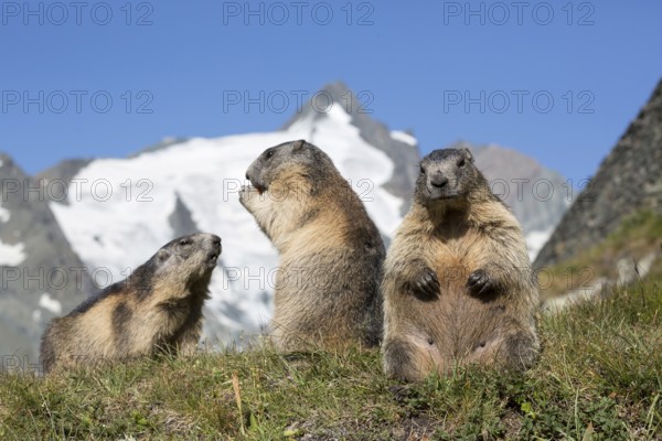 Three adult Alpine Marmot, Marmota marmota, sitting in front of the Grossglockner mountain in