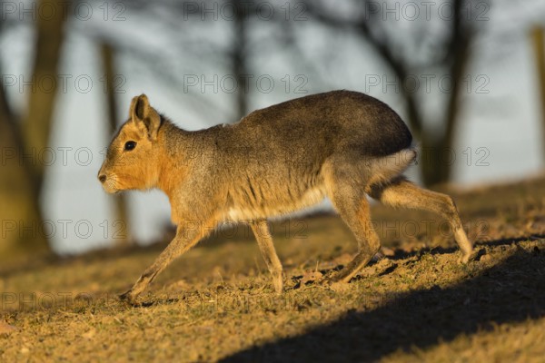 One Patagonian mara (Dolichotis patagonum) walks over a dry meadow in early morning light