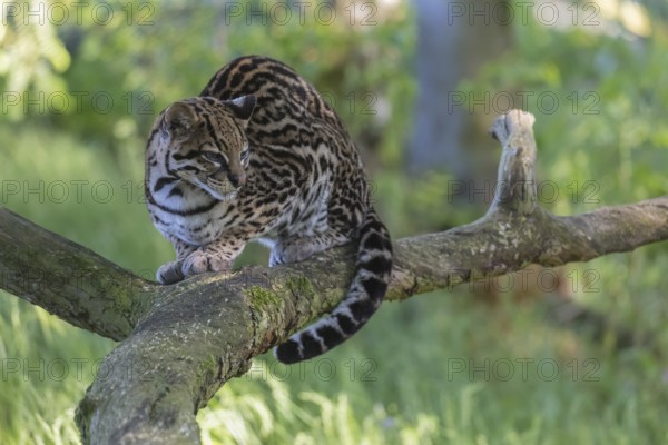 One Ozelot, Leopardus pardalis, resting on a fallen tree with green vegetation in the background
