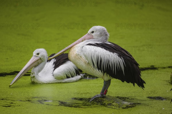 An Australian pelican (Pelecanus conspicillatus) stands on a rock lying in a duckweed-covered pond.