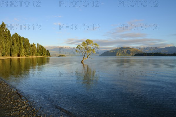Under the morning sun a tree stands in the lake, surrounded by forest and mountains in a clear