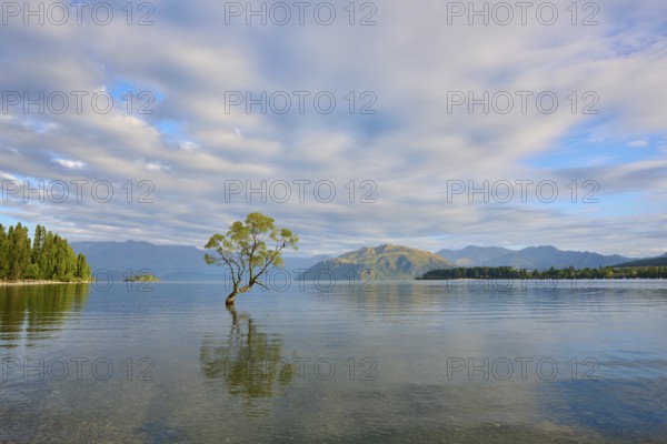 A single tree in the lake with mountains and clouds, shining in a peaceful atmosphere, summer, Lake