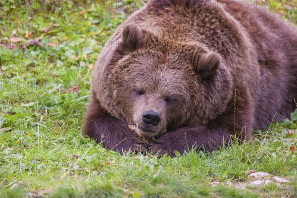 An adult female brown bear (Ursus arctos arctos) lies on a meadow and chews a bone