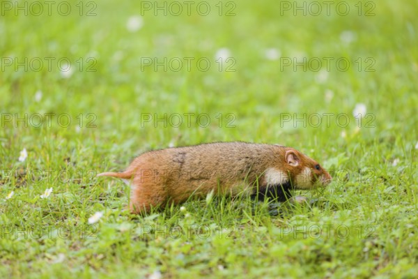 A European hamster (Cricetus cricetus), Eurasian hamster, black-bellied hamster or common hamster,