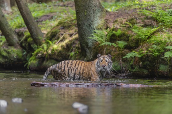 One young female Siberian Tiger, Panthera tigris altaica, walking thru the cool fresh water of a