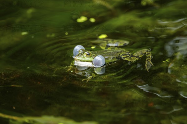 Edible frog (Pelophylax esculentus) in a little lake in the water, Bavaria, Germany, Europe