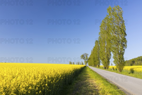 Flowering rape fields (Brassica napus) and poplar avenue in Ebenheit on the Lilienstein, Saxon