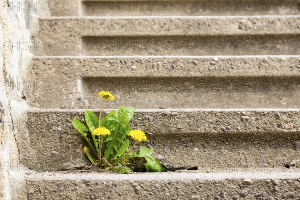 Dandelion (Taraxacum) growing and flowering in the crack of a step at the Spitzhaus in Radebeul,