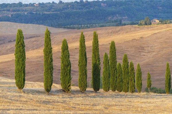Typical Tuscan landscape in Val d'Orcia with hills, trees, fields, farmhouses and cypresses in