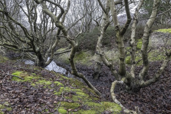 Birch trunks (Betula pendula), Amrum, Schleswig-Holstein, Germany, Europe