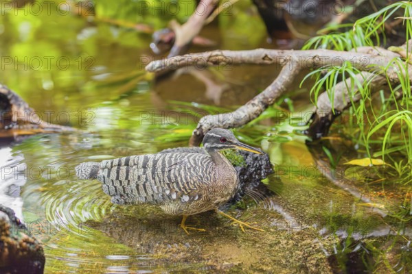 A sunbittern (Eurypyga helias) walks through a shallow creek in a forest searching for food