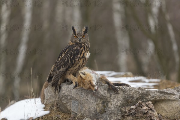 One Eurasian Eagle Owl, Bubo bubo, perched on a carcass of a red fox lying on a rock. A forest in
