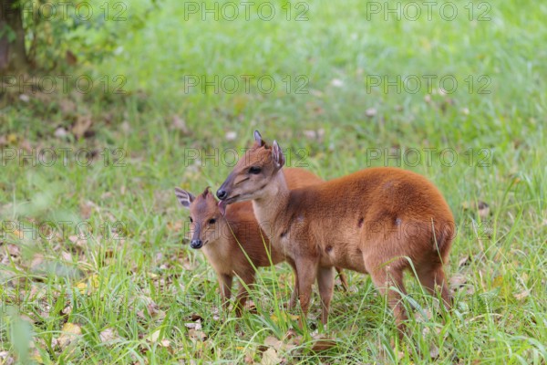 A female red forest duiker, Natal duiker or Natal red duiker (Cephalophus natalensis) stands with