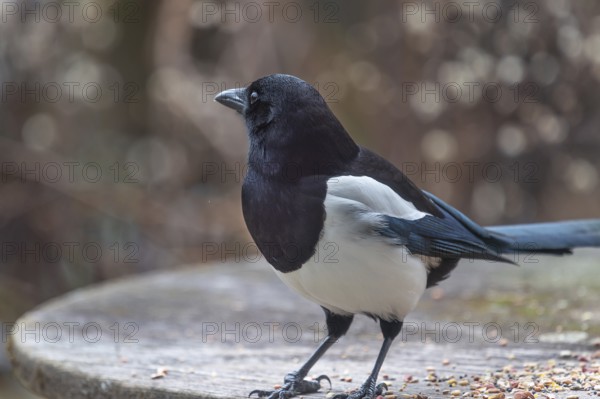 Magpie (Pica pica) fetches food from the patio table, Bavaria, Germany, Europe