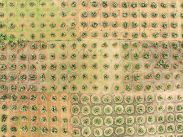 Cultivated olive trees (Olea europaea). Aerial view. Drone shot. Jaén province, Andalusia, Spain,