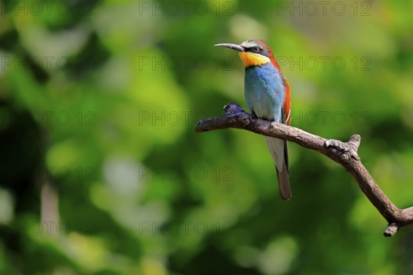 European bee-eater (Merops apiaster), adult, perch, alert, Rhineland-Palatinate, Germany, Europe