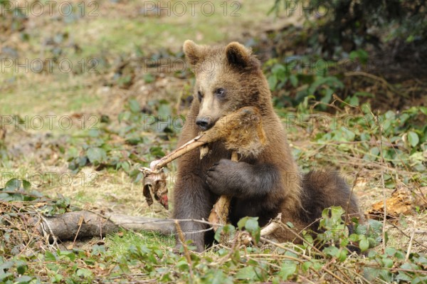 A young brown bear holding a piece of wood in its mouth on a forest floor, Eurasian brown bear