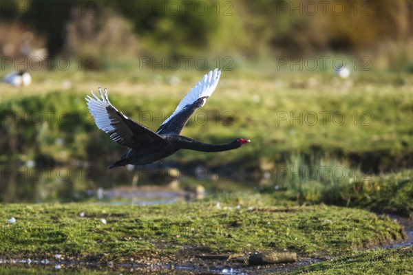 Black Swan, Cygnus atratus, bird in flight over winter marshes