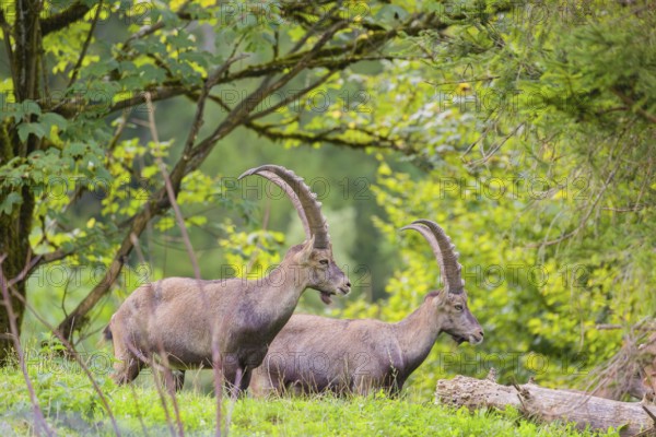 Two male ibex (Capra ibex) stand on a hill at the edge of the forest in soft lighting. A forest