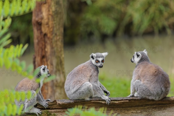 Three ring-tailed lemurs (Lemur catta) sit on a rotten tree lying on the ground and look around