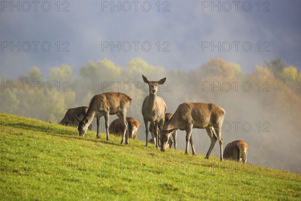 A herd of red deer hinds (Cervus elaphus) stands in a meadow, A forest with autumn leaves can be