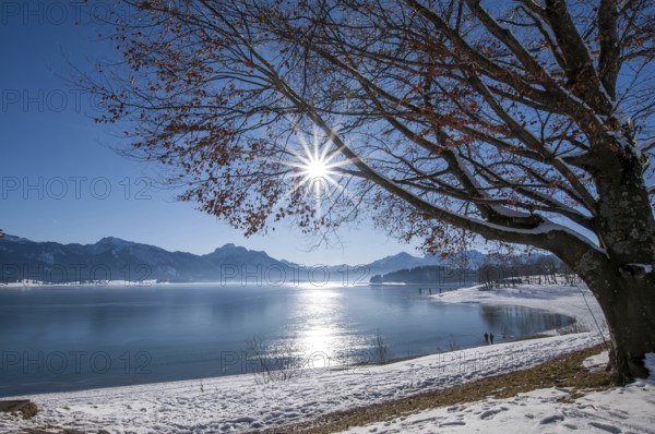 Winter idyll on Lake Forggensee in the Allgäu, in the background the Säuling (2047 m) near Füssen,