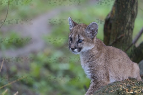 One cougar kitten, Puma concolor, resting in a tree with some green vegetation in the background