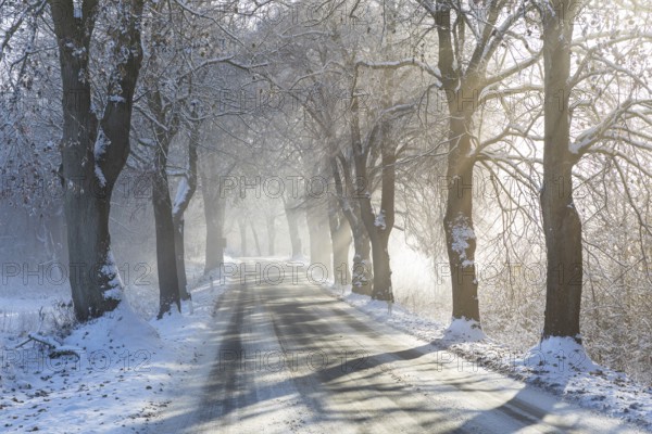 Snow-covered road, wintry avenue with fog and sun near Neukloster, Mecklenburg-Vorpommern, Germany,