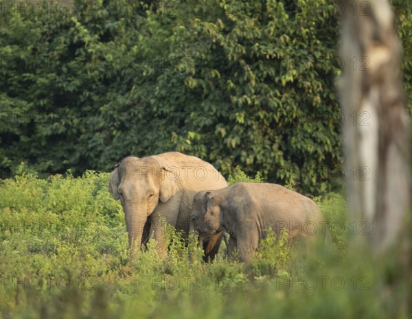 Indian elephants (Elephas maximus indicus), Khiri Khan, Hua Hin, Kui Buri National Park, Thailand,