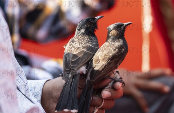 Hajo, India. 15 January 2024. Bird owners hold red-vented bulbuls before fighting during a