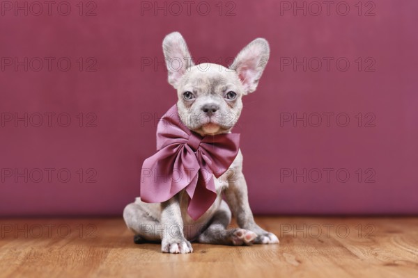 Cute Lilac Brindle French Bulldog dog puppy with healthy long nose and ribbon in front of studio