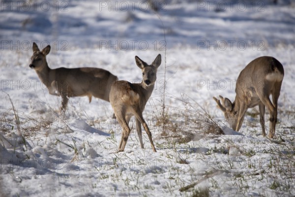 Three deer standing in a snowy winter landscape, Stadtpark Rotehorn, Magdeburg, Saxony-Anhalt,