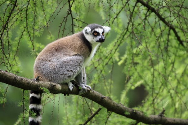 Catta (Lemur catta) adult, sitting on tree, Magaskar
