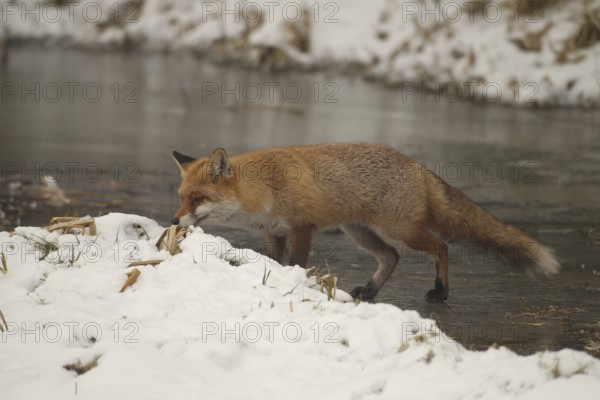 Lynx (Vulpes vulpes) on a frozen stream, Allgäu, Bavaria, Germany, Allgäu, Bavaria, Germany, Europe