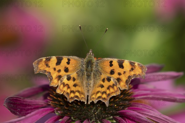 Comma butterfly (Polygonia c-album) adult insect feeding on a garden Cone flower (Echinacea) flower